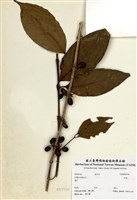 藏品(咖啡)的圖片